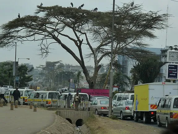 Storks in traffic