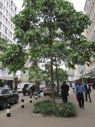 Tree on urban sidewalk