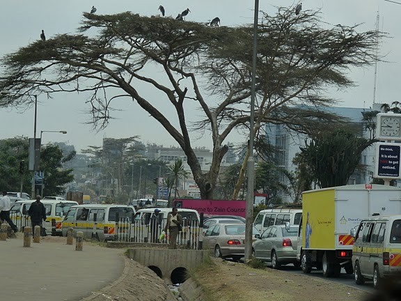 Storks in traffic